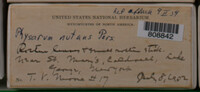 Physarum nutans image